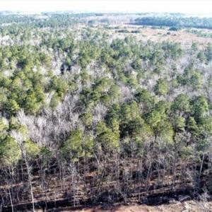 Photo of 166 acres of Timberland For Sale in Pitt County NC!