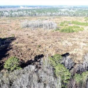 Photo of 166 acres of Timberland For Sale in Pitt County NC!