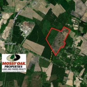 Photo of 166 acres of Timberland For Sale in Pitt County NC!