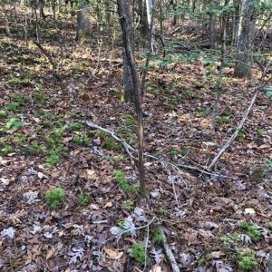 Photo of UNDER CONTRACT!!  7.94 acres of Hunting and Residential Land for Sale in Brunswick County VA!