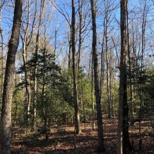 Photo of UNDER CONTRACT!!  7.94 acres of Hunting and Residential Land for Sale in Brunswick County VA!