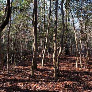Photo of UNDER CONTRACT!!  7.94 acres of Hunting and Residential Land for Sale in Brunswick County VA!
