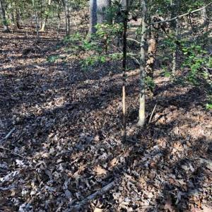 Photo of UNDER CONTRACT!!  7.94 acres of Hunting and Residential Land for Sale in Brunswick County VA!
