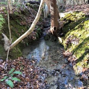 Photo of UNDER CONTRACT!!  7.94 acres of Hunting and Residential Land for Sale in Brunswick County VA!