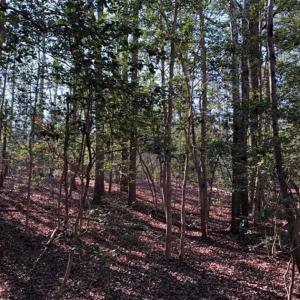 Photo of UNDER CONTRACT!!  7.94 acres of Hunting and Residential Land for Sale in Brunswick County VA!