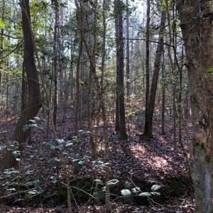 Photo of UNDER CONTRACT!!  7.94 acres of Hunting and Residential Land for Sale in Brunswick County VA!
