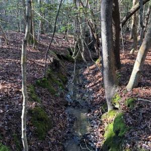 Photo of UNDER CONTRACT!!  7.94 acres of Hunting and Residential Land for Sale in Brunswick County VA!