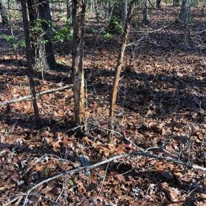 Photo of UNDER CONTRACT!!  7.94 acres of Hunting and Residential Land for Sale in Brunswick County VA!