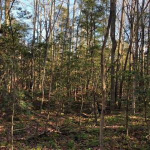 Photo of UNDER CONTRACT!!  7.94 acres of Hunting and Residential Land for Sale in Brunswick County VA!