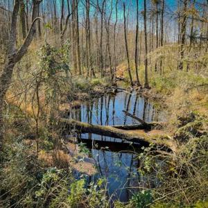 Photo of UNDER CONTRACT!!  53.33 acres of Farm for Sale in Sampson County NC!