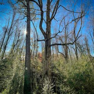 Photo of UNDER CONTRACT!!  53.33 acres of Farm for Sale in Sampson County NC!