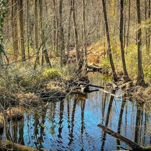 Photo of UNDER CONTRACT!!  53.33 acres of Farm for Sale in Sampson County NC!