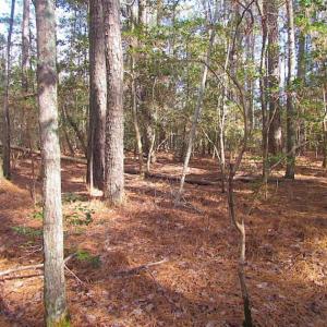 Photo of 21 Acres of Tall Timber in the Countryside of Mathews County Virginia!