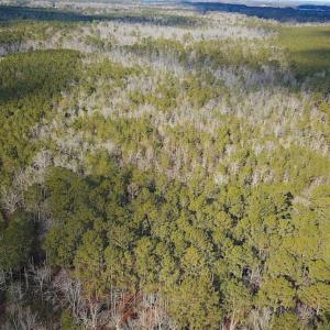 Photo of 21 Acres of Tall Timber in the Countryside of Mathews County Virginia!