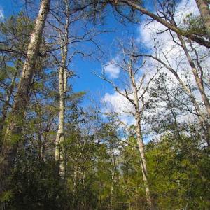 Photo of 21 Acres of Tall Timber in the Countryside of Mathews County Virginia!