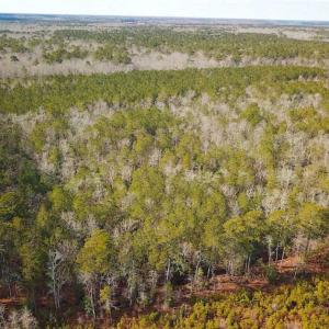Photo of 21 Acres of Tall Timber in the Countryside of Mathews County Virginia!