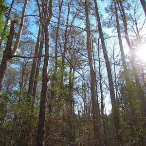 Photo of 21 Acres of Tall Timber in the Countryside of Mathews County Virginia!