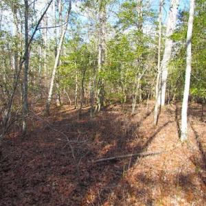 Photo of 21 Acres of Tall Timber in the Countryside of Mathews County Virginia!