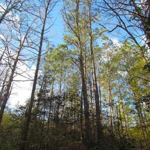 Photo of 21 Acres of Tall Timber in the Countryside of Mathews County Virginia!