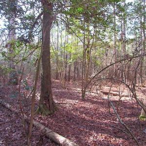 Photo of 21 Acres of Tall Timber in the Countryside of Mathews County Virginia!