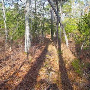 Photo of 21 Acres of Tall Timber in the Countryside of Mathews County Virginia!