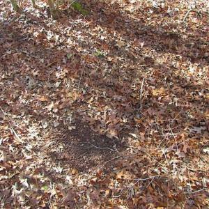 Photo of 21 Acres of Tall Timber in the Countryside of Mathews County Virginia!