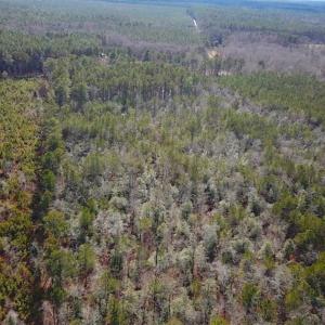 Photo of 21 Acres of Tall Timber in the Countryside of Mathews County Virginia!