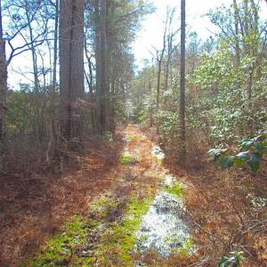 Photo of 21 Acres of Tall Timber in the Countryside of Mathews County Virginia!