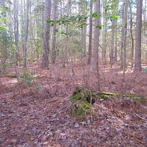Photo of 21 Acres of Tall Timber in the Countryside of Mathews County Virginia!