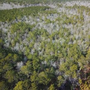 Photo of 21 Acres of Tall Timber in the Countryside of Mathews County Virginia!
