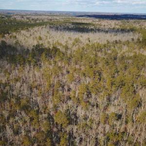 Photo of 21 Acres of Tall Timber in the Countryside of Mathews County Virginia!