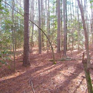Photo of 21 Acres of Tall Timber in the Countryside of Mathews County Virginia!