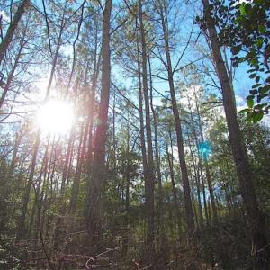 Photo of 21 Acres of Tall Timber in the Countryside of Mathews County Virginia!