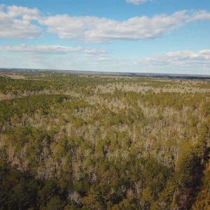 Photo of 21 Acres of Tall Timber in the Countryside of Mathews County Virginia!