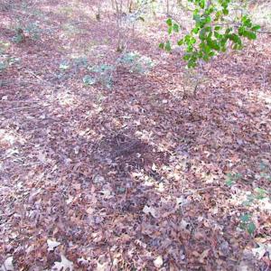 Photo of 21 Acres of Tall Timber in the Countryside of Mathews County Virginia!