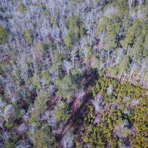Photo of 21 Acres of Tall Timber in the Countryside of Mathews County Virginia!