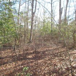 Photo of 21 Acres of Tall Timber in the Countryside of Mathews County Virginia!