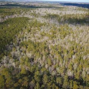Photo of 21 Acres of Tall Timber in the Countryside of Mathews County Virginia!