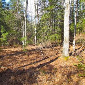 Photo of 21 Acres of Tall Timber in the Countryside of Mathews County Virginia!