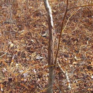 Photo of 21 Acres of Tall Timber in the Countryside of Mathews County Virginia!
