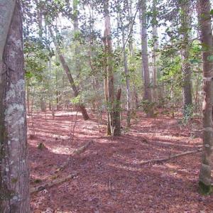 Photo of 21 Acres of Tall Timber in the Countryside of Mathews County Virginia!