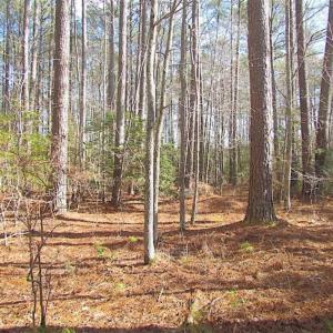 Photo of 21 Acres of Tall Timber in the Countryside of Mathews County Virginia!