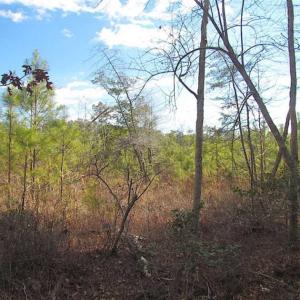 Photo of 21 Acres of Tall Timber in the Countryside of Mathews County Virginia!