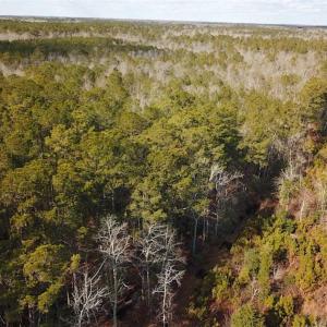 Photo of 21 Acres of Tall Timber in the Countryside of Mathews County Virginia!