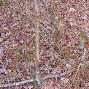 Photo of 21 Acres of Tall Timber in the Countryside of Mathews County Virginia!