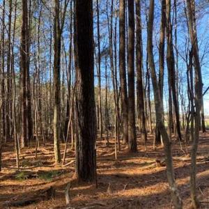 Photo of UNDER CONTRACT!!  20.88  acres of Hunting / Homesite Land for Sale in Accomack County VA