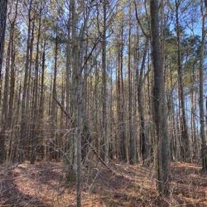 Photo of UNDER CONTRACT!!  20.88  acres of Hunting / Homesite Land for Sale in Accomack County VA