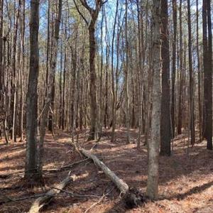 Photo of UNDER CONTRACT!!  20.88  acres of Hunting / Homesite Land for Sale in Accomack County VA