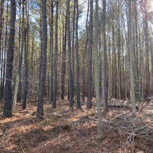 Photo of UNDER CONTRACT!!  20.88  acres of Hunting / Homesite Land for Sale in Accomack County VA