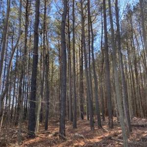 Photo of UNDER CONTRACT!!  20.88  acres of Hunting / Homesite Land for Sale in Accomack County VA